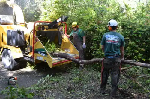 tree services Nocatee